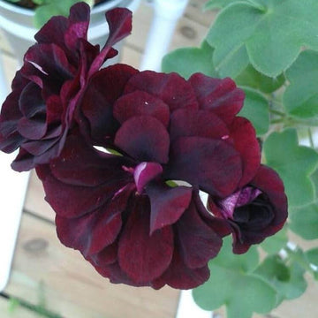 Geranium Seeds - Maroon Univalve