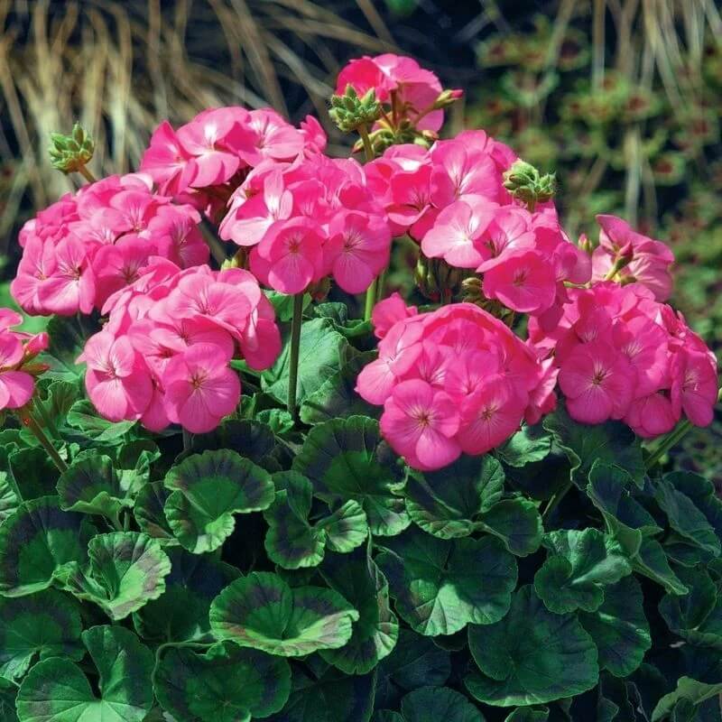 Geranium Seeds - Maverick Pink