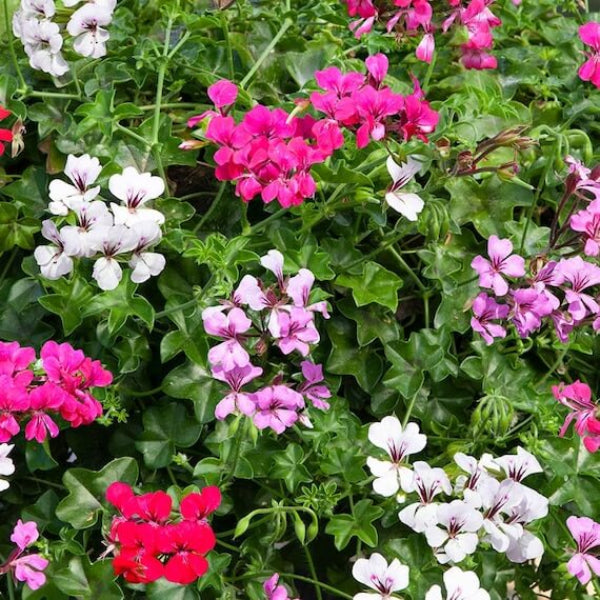 Geranium Seeds - Mixed Ivy