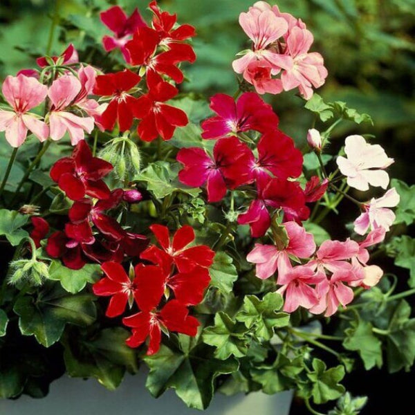 Geranium Seeds - Mixed Ivy