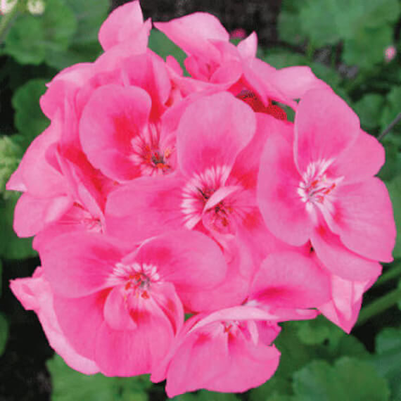 Geranium Seeds - Pelargonium Rose