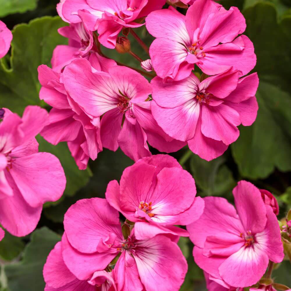 Geranium Seeds - Pink Climbing