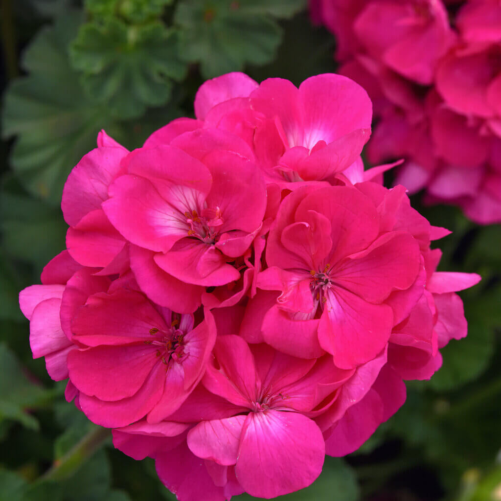 Geranium Seeds - Pink Pelargonium
