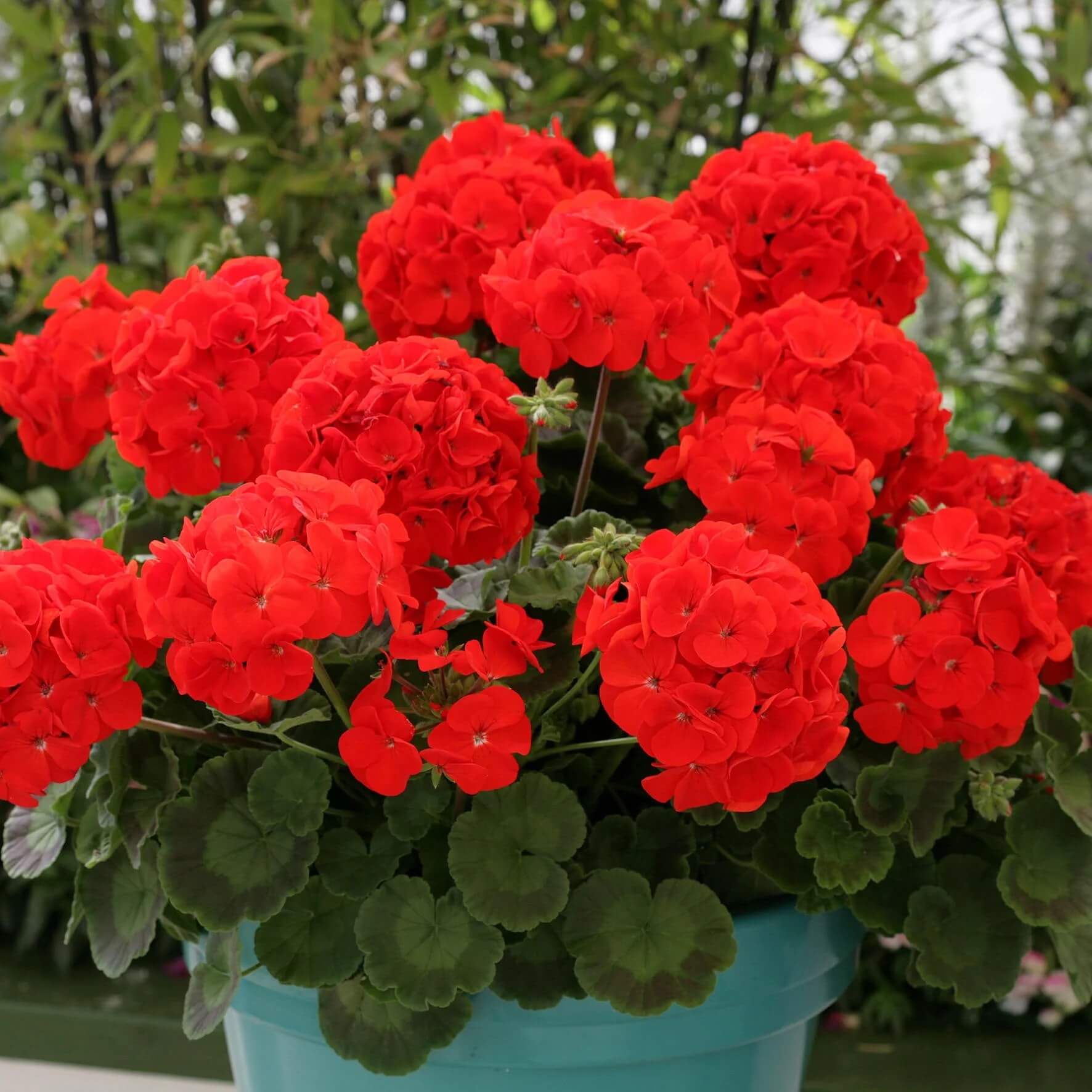Geranium Seeds - Red Climbing