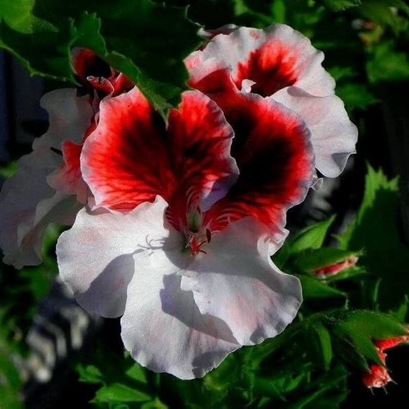 Geranium Seeds - Red & White Univalve