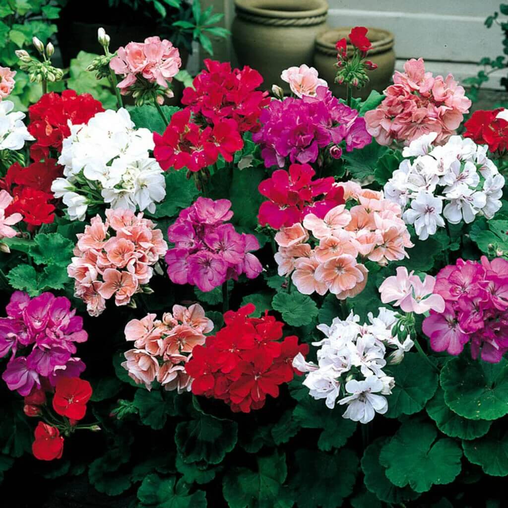 Geranium Seeds - Univalve Mixed
