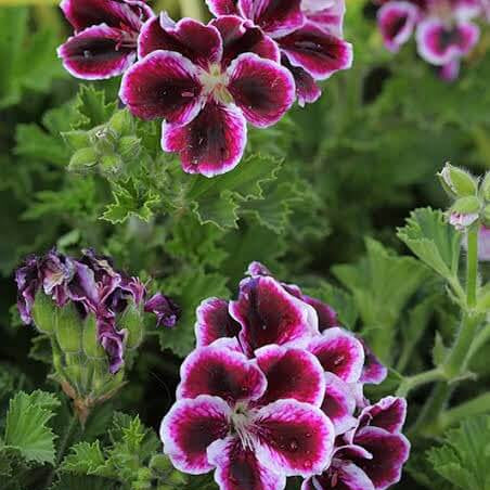 Geranium Seeds - White Dark Red