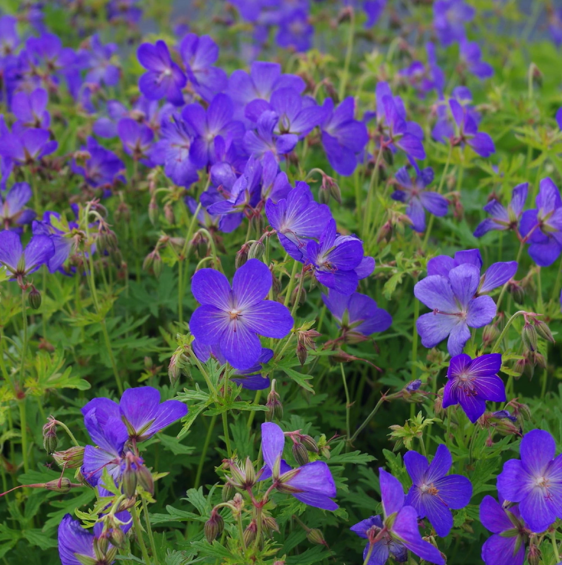 Geranium Seeds – Blue
