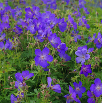 Geranium Seeds – Blue
