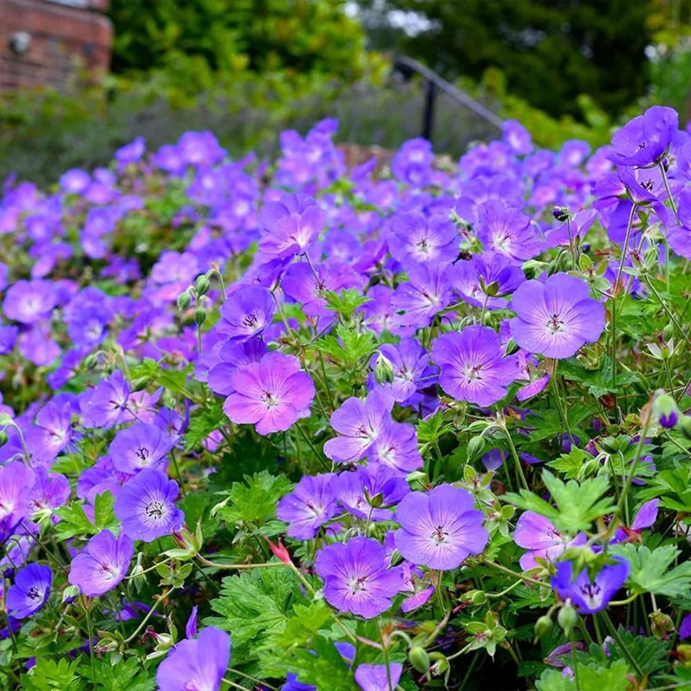 Geranium Seeds – Blue
