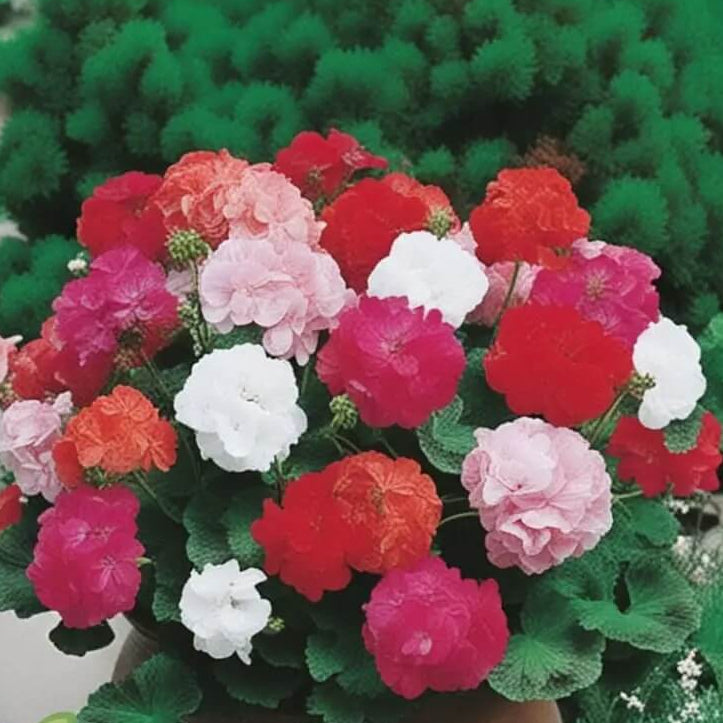 Geranium Seeds - Climbing Mixed