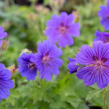 Geranium Seeds – Hardy Cranesbill
