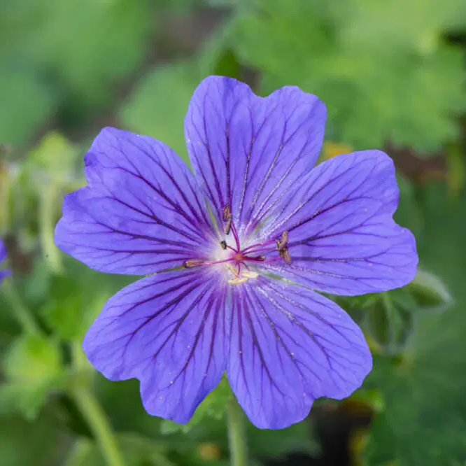 Geranium Seeds – Hardy Cranesbill
