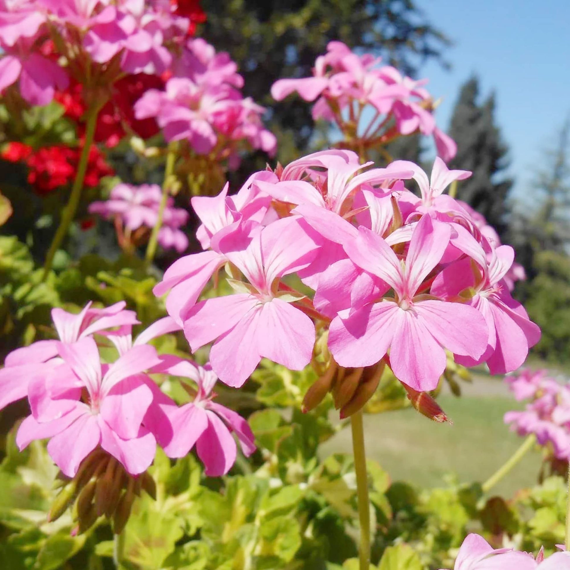 Geranium Seeds – Ivy
