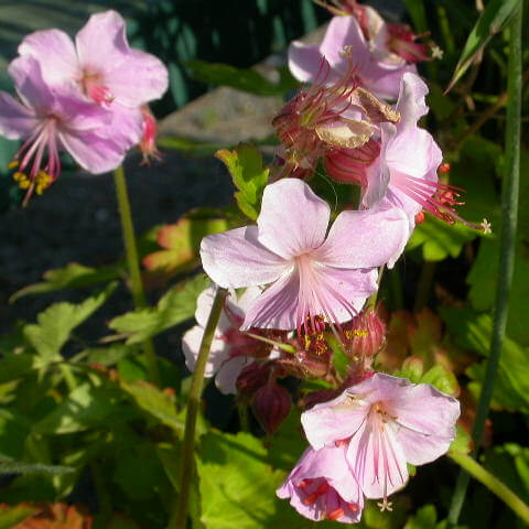 Geranium Seeds – Macrorrhizum
