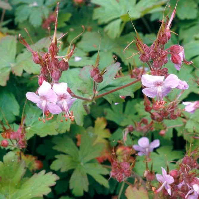 Geranium Seeds – Macrorrhizum
