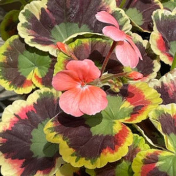 Geranium Seeds – Mixed Variegated
