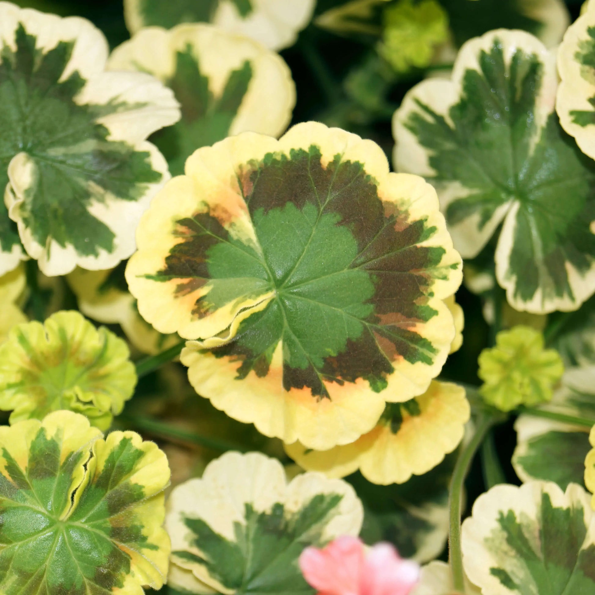 Geranium Seeds – Mixed Variegated

