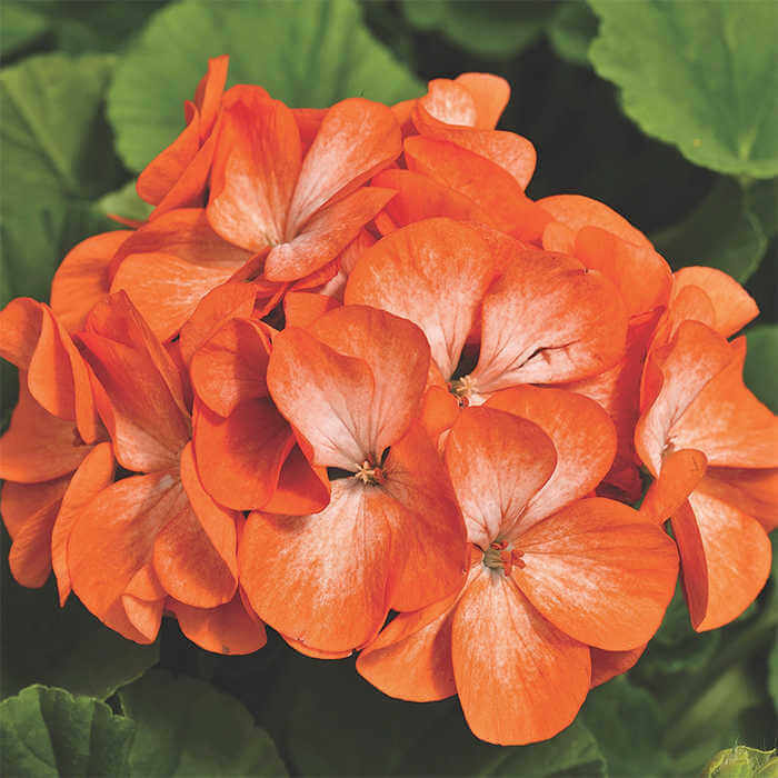 Geranium Seeds – Orange
