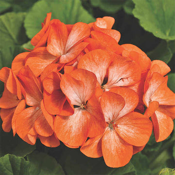 Geranium Seeds – Orange
