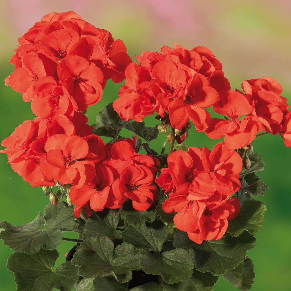 Geranium Seeds – Orange
