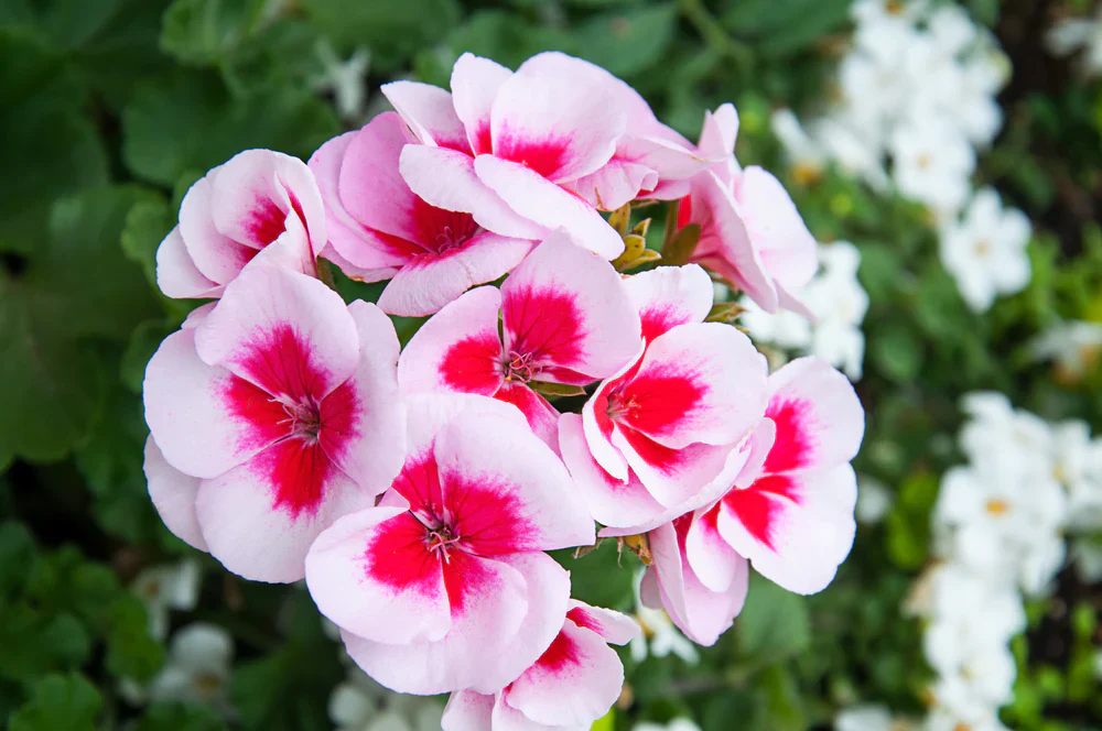 Geranium Seeds – Pink White

