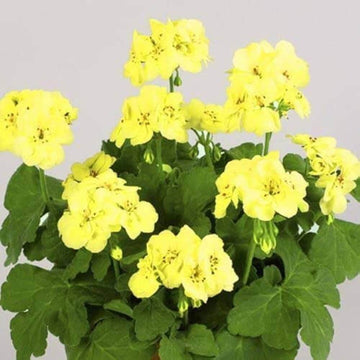 Geranium Seeds – Premium Yellow Japanese Rosebud Pelargonium
