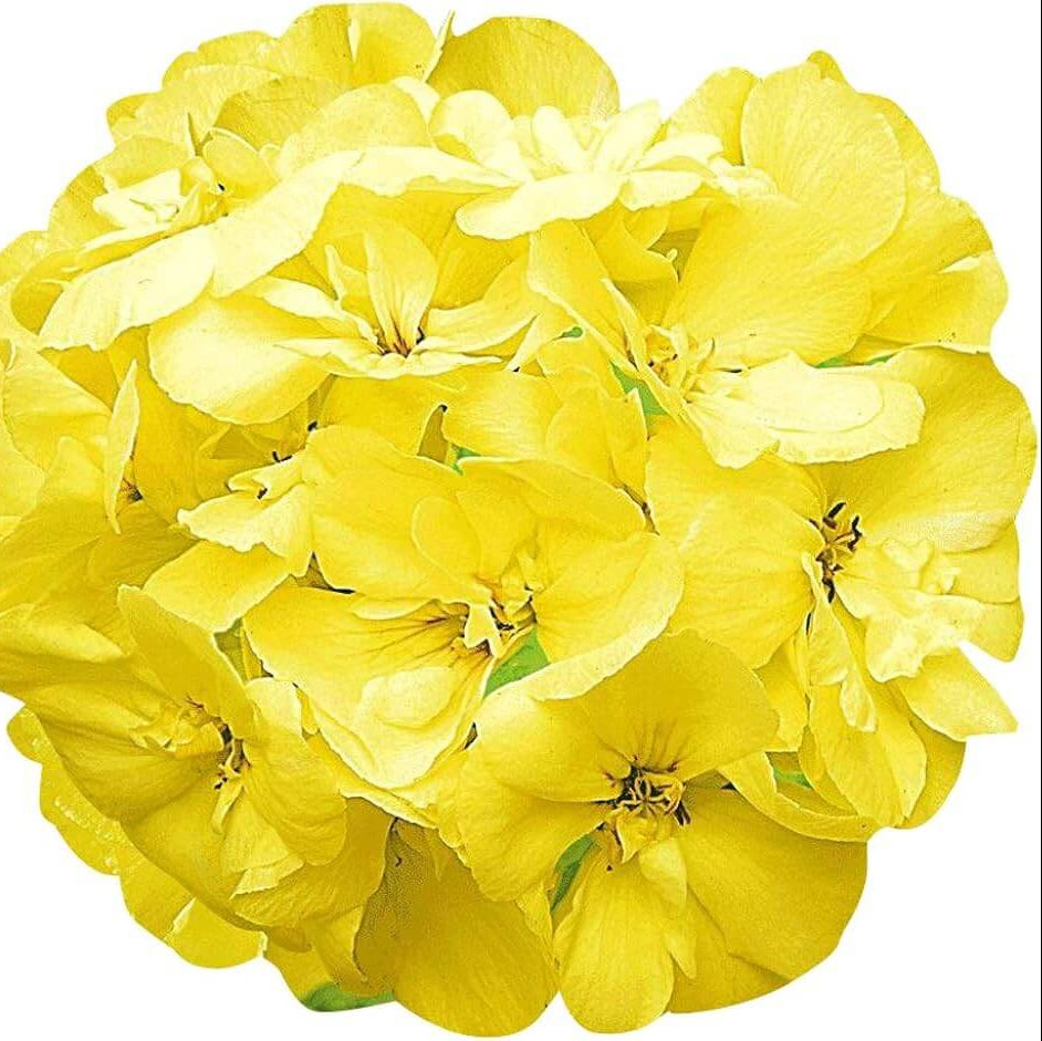 Geranium Seeds – Premium Yellow Japanese Rosebud Pelargonium
