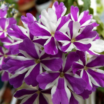 Geranium Seeds – Purple & White
