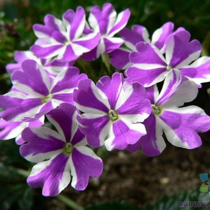 Geranium Seeds – Purple & White
