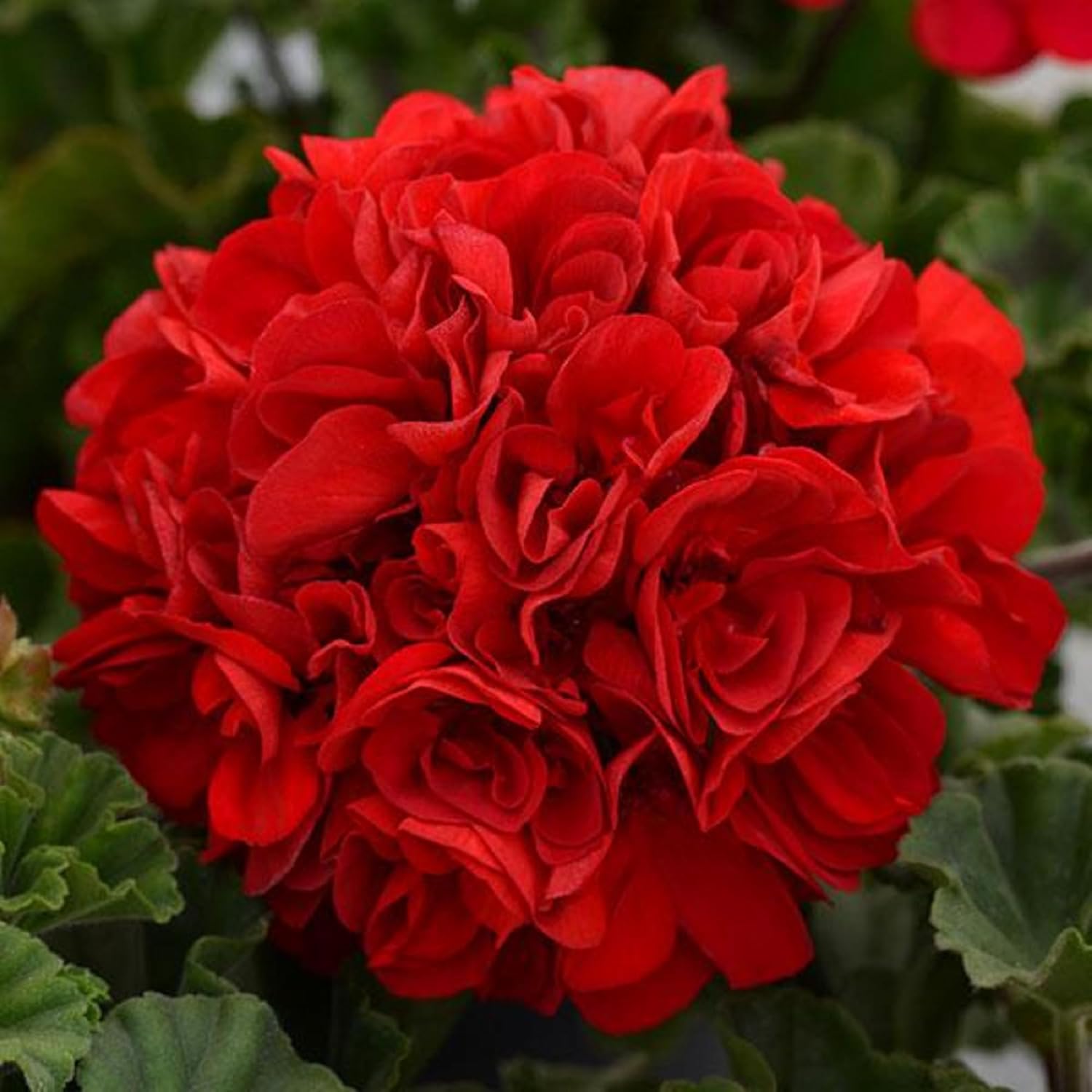 Geranium Seeds – Red
