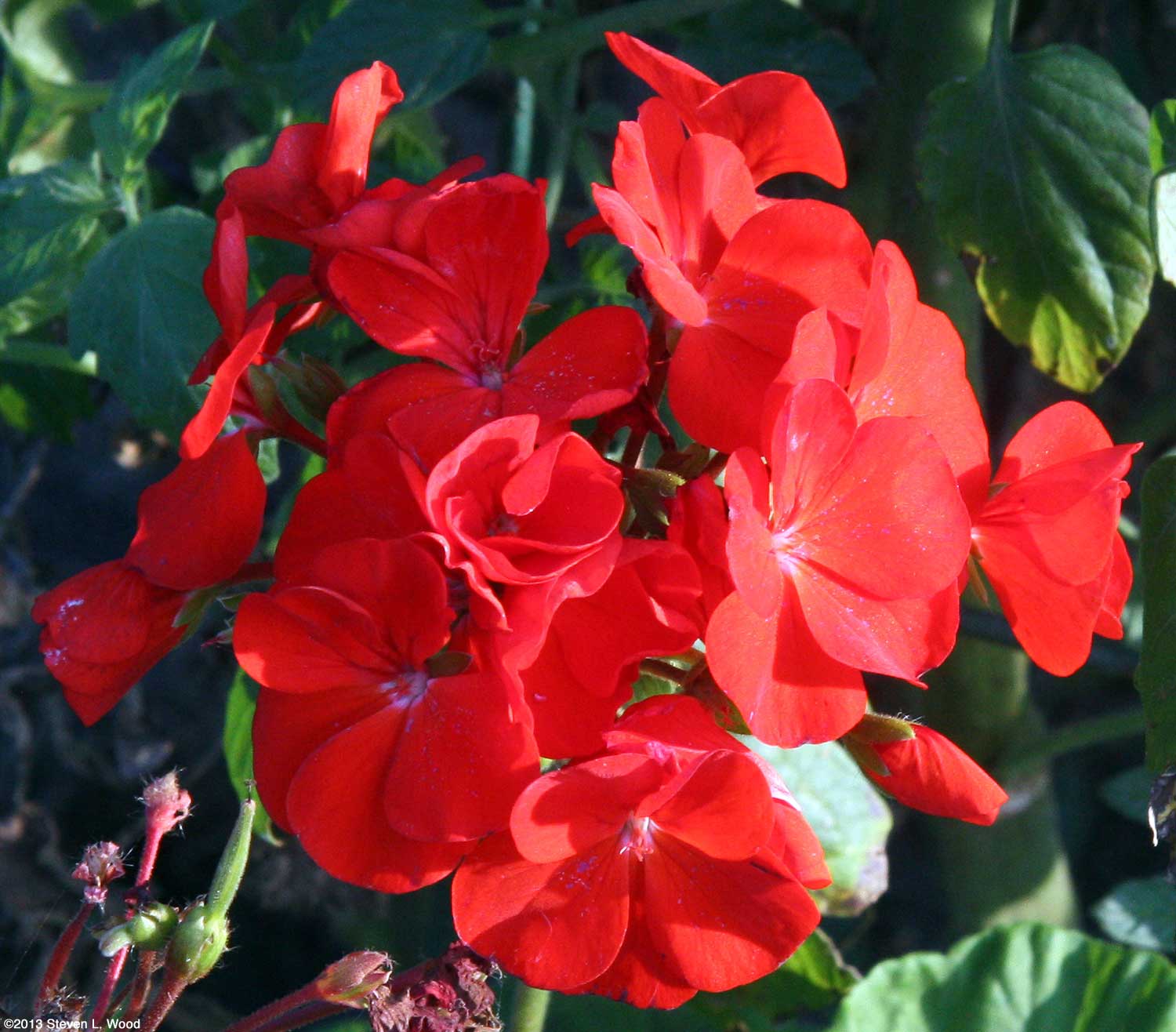 Geranium Seeds – Red
