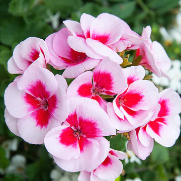 Geranium Seeds – Red & White
