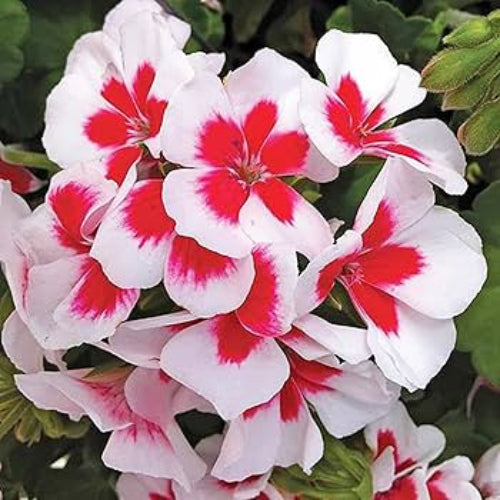 Geranium Seeds – Red & White
