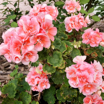 Geranium Seeds – Salmon Queen
