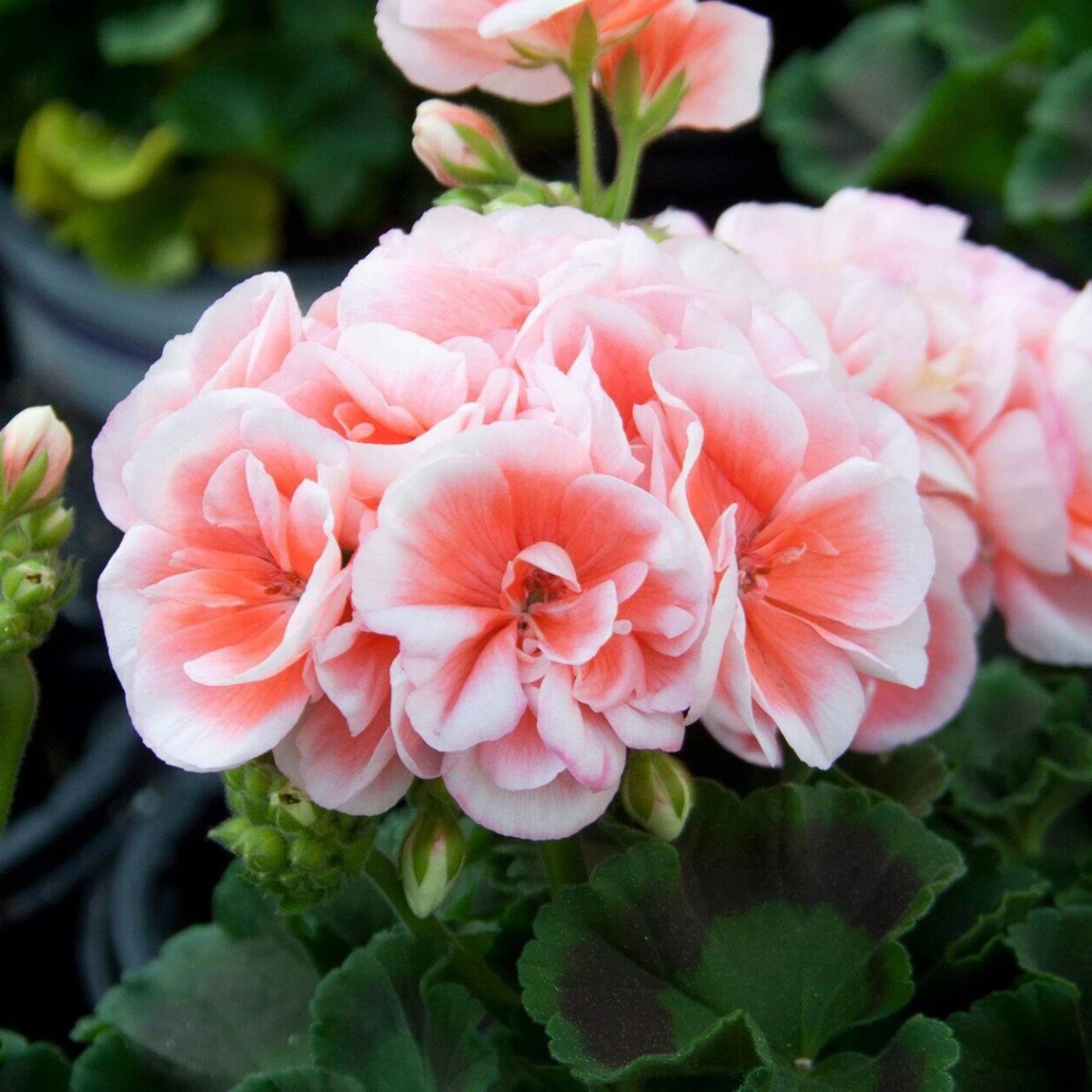 Geranium Seeds – Salmon Queen
