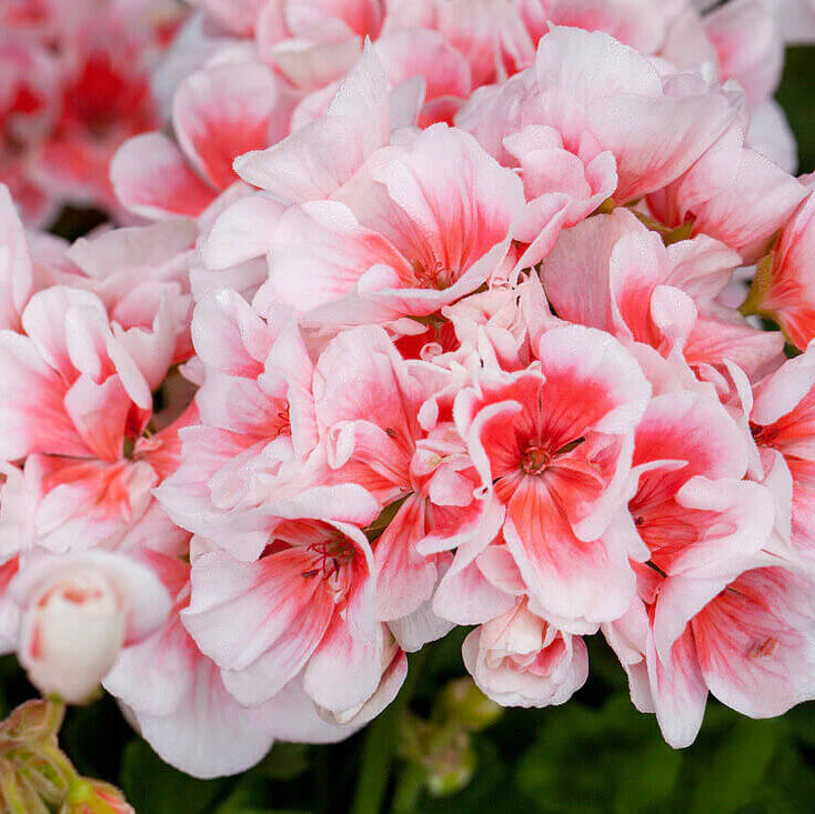 Geranium Seeds – Salmon & White
