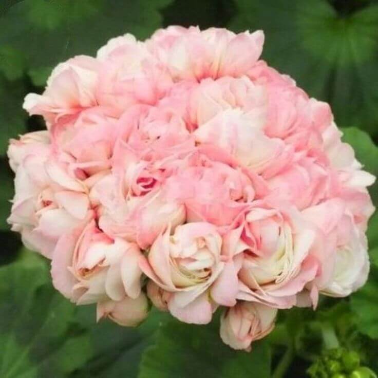 Geranium Seeds - Apple Blossom Light Pink