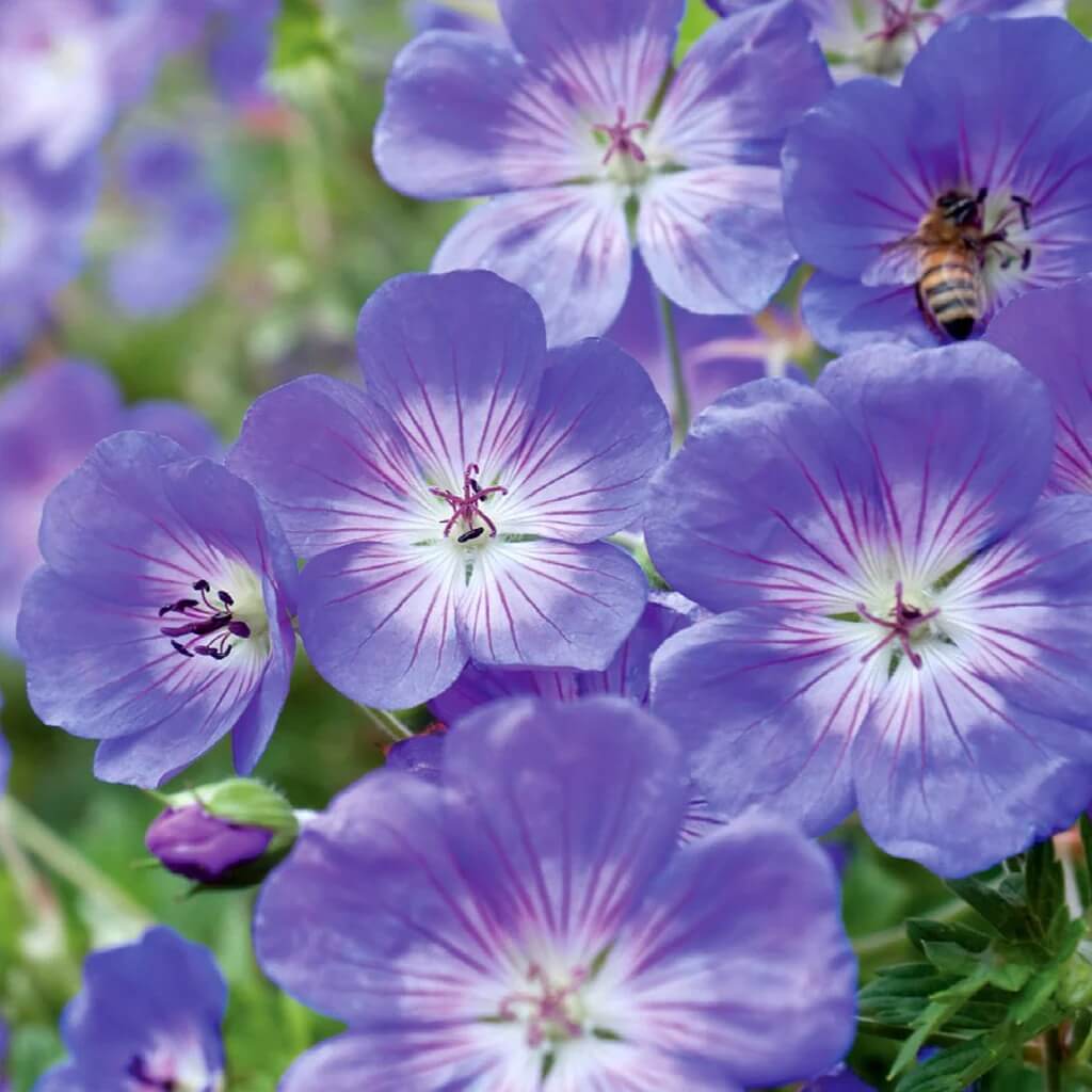 Geranium Seeds - Blue Flores
