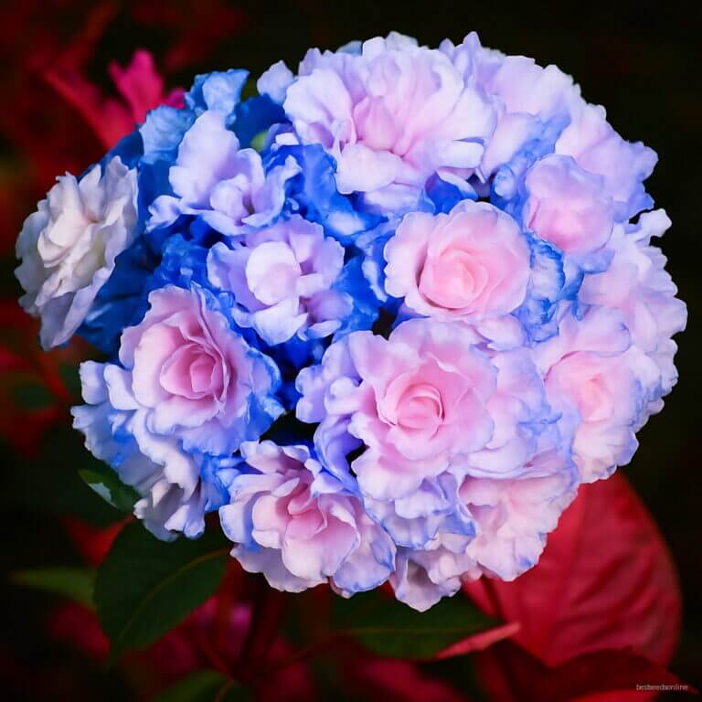 Geranium Seeds - Blue & Light Pink