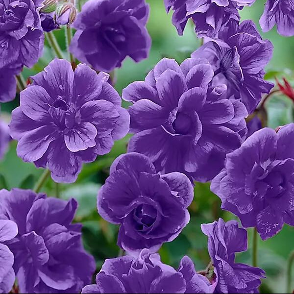 Geranium Seeds - Blue Univalve