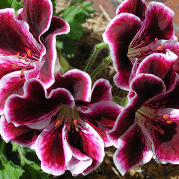 Geranium Seeds - Brown-Purple