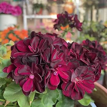 Geranium Seeds - Chocolate