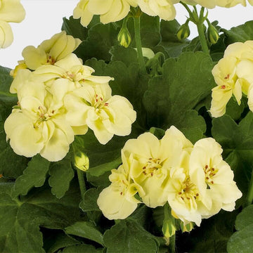 Geranium Seeds - Green Univalve 