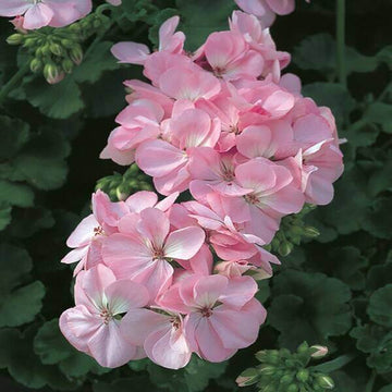 Geranium Seeds - Light Pink Univalve