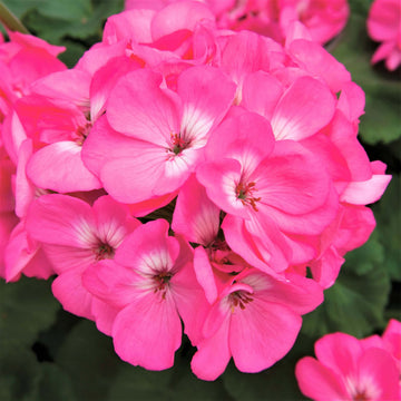 Geranium Seeds - Pelargonium Rose