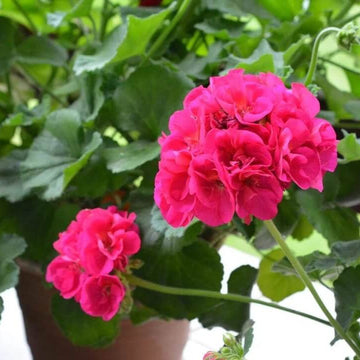 Geranium Seeds - Pink Pelargonium