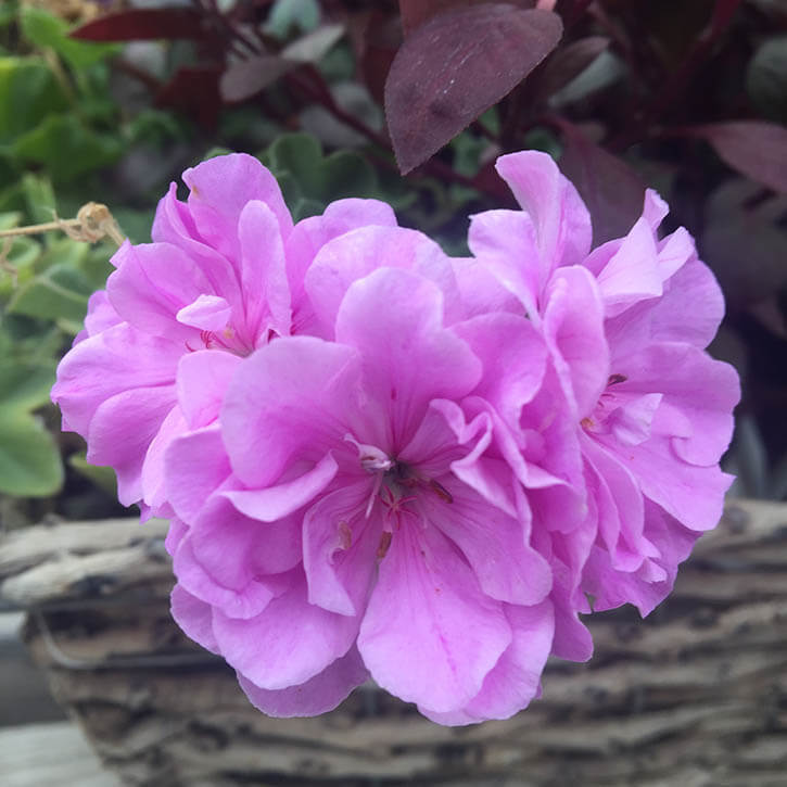 Geranium Seeds - Purple Univalve 