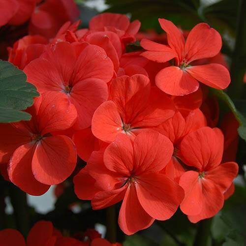 Geranium Seeds - Red Climbing