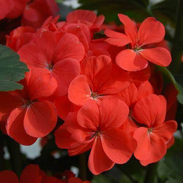 Geranium Seeds - Red Climbing